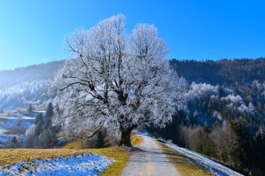 White frost covered large-leaved linden tree next to a gravel road under slopes of Jelovica in Gorenjska, Slovenia clipart