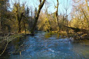 Slovenya 'nın Notranjska kentindeki Rakov Skocjan doğa parkında akan rakı nehri