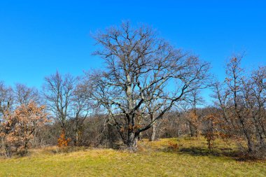 Downy meşesi (Quercus ergenlik çağı) bir çayırın ucunda.