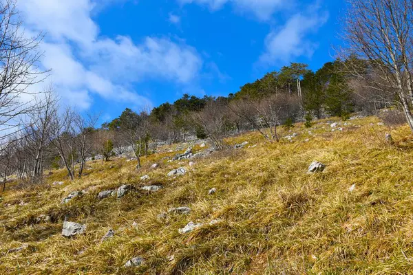 Yamaçta kuru taneler ve ağaçlar var.