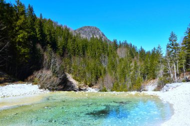 Julian Alpleri 'ndeki Krnica deresi, Gorenjska, Slovenya kozalaklı bir ladin ormanı ve tepesi var.