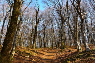 Slovenya 'daki Rodik efsanevi parkında güzel bir boynuz ışını ormanı