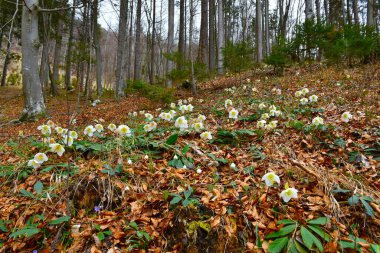 Ormanda büyüyen beyaz yaban mersinli bahar çiçekleri