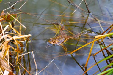 Avrupa kurbağası (Bufo bufo) su yüzeyinde yüzen hayvan türleri