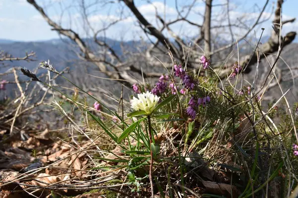 Beyaz Daphne blagayana ve pembe kış fundalığı (Erica carnea) Grmada 'da seçici odak noktasında bahar çiçeği