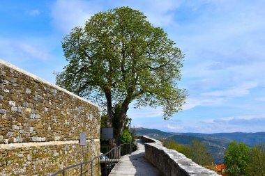 Hırvatistan 'ın Istria kentindeki Motovun kentinde savunma duvarının tepesindeki kaldırımın yanındaki Avrupa at cevizi ağacı