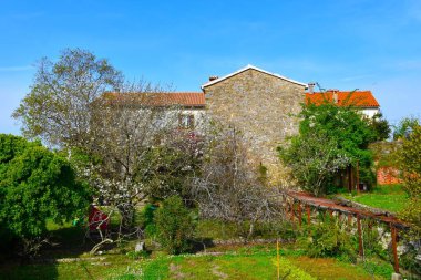 Hırvatistan 'ın Istria kentindeki Motovun kasabasında baharda eski tarihi binalar ve çiçek açan beyaz ağaçlı bir bahçe