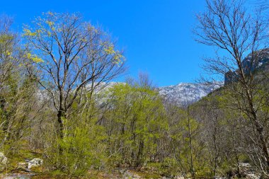Hırvatistan 'ın Pakistan ulusal parkında ilkbaharda yaprak döken yaprak yeşili yapraklar