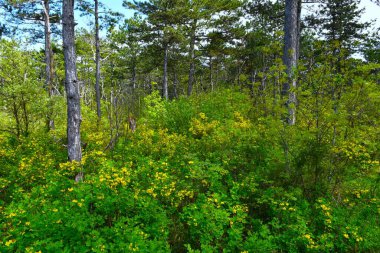 Sarı çiçekli akrep senna (Hippocrepis emerus) bir çam ormanında çalılar