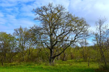 İlkbaharda yeşil bir çayırda meşe ağacı