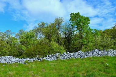 Slovenya 'nın Kras kentinde ilkbaharda ormanı olan bir çayırın kenarındaki kayalardan oluşan duvar