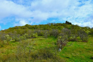 Slovenya 'nın Kras kentinde ilkbaharda yeşil çayırı ve ormanı olan tepe