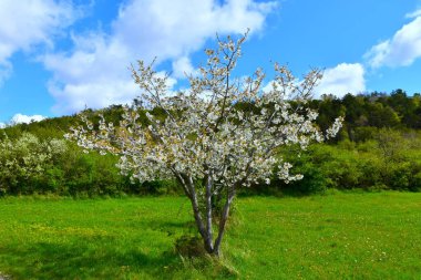 Slovenya 'nın Kras kentindeki bir çayırda açan beyaz kiraz (Prunus avium) ağacı