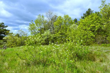 Slovenya 'nın Kras kentindeki güzel çayırlar baharda açan beyaz çalılarla gökyüzünde bulutlar