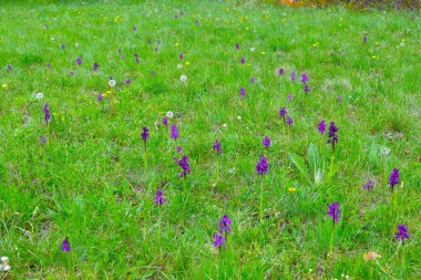 Mor yeşil damarlı orkideli güzel çayır (Anacamptis morio) çiçekler