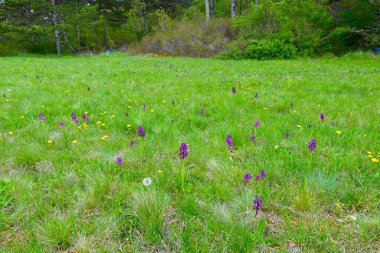 Slovenya 'nın Kras kentindeki orman kenarında mor yeşil damarlı orkide (Anacamptis morio) çiçekleri