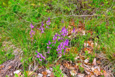 Mor süt otu (Polygala vulgaris) bahar çiçekleri
