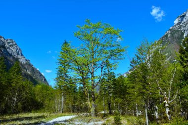 Slovenya 'nın Gorenjska kentindeki Krma Alp Vadisi' nde kayın (Fagus sylvatica) geniş yapraklı, yaprak döken ağaç