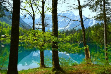 İtalya 'nın Tarvisio belediyesindeki lago di Fusine inferiore kıyısında bahar yapraklarında bulunan Sycamore akçaağacı (Acer pseudoplatanus).