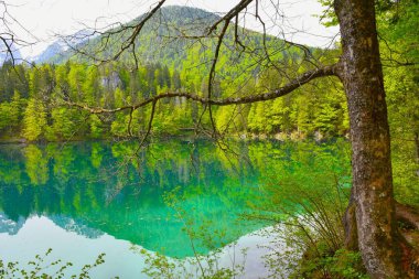Sycamore akçaağacı (Acer pseudoplatanus) İtalya 'nın Tarvisio belediyesinde lago di Fusine inferiore üzerinde ağaç dalları