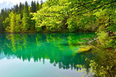 İtalya 'nın Tarvisio belediyesindeki lago di Fusine Inferiore sahilindeki orman