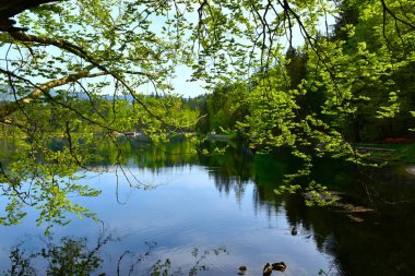 Bir kayın dalları (Fagus sylvatica) İtalya 'da lago di fusine inferiore suyunun üzerindeki ağaç