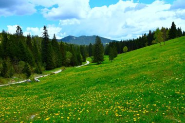 Slovenya 'nın Gorenjska kentindeki Uskovnica alp otlağındaki orman kenarındaki yolun üzerindeki çayır.