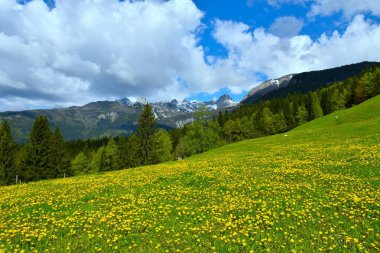 Sarı karahindiba çiçekleri ve Julian Alpleri, Gorenjska, Slovenya 'daki dağ zirveleri manzaralı çayır.