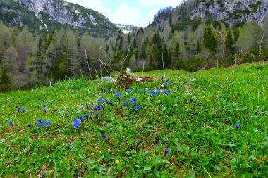 Julian Alpleri, Gorenjska, Slovenya 'daki bir dağlık çayırda seçici odak noktasında mavi bahar gentili (Gentiana verna) çiçekler