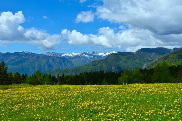 Sarı karahindiba bahar çiçekleriyle Uskovnica otlağındaki çayır ve Julian Alpleri, Gorenjska, Slovenya 'daki karla kaplı dağ sıraları