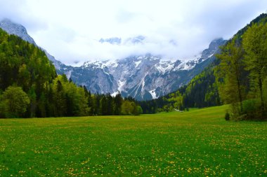 Slovenya, Gorenjska 'da sarı karahindiba çiçekleriyle kaplı Jezersko' daki Ravenska Kocna Vadisi 'nin güzel manzarası.