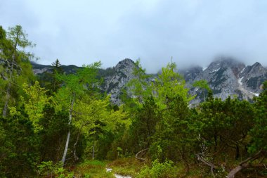 Slovenya 'nın Gorenjska kentindeki Ravenska Kocna' da çam, kayın ve karaçam ağaçları yükseliyor.