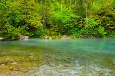 Slovenya 'nın Gorenjska kıyısında Kamniska Bistrica' nın pınarında bir orman var.