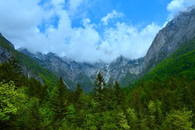 Slovenya 'nın Gorenjska kentindeki Kamniska Bistrica vadisinde bulutlarla kaplı dağların manzarası ve bir orman böğürmesi