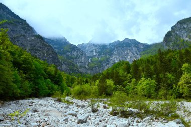 Kamniska Bistrica alp vadisi ve kaya alüvyonu üzerindeki dağların manzarası ve Slovenya 'nın Gorenjska kentinde bir orman böğürtüsü