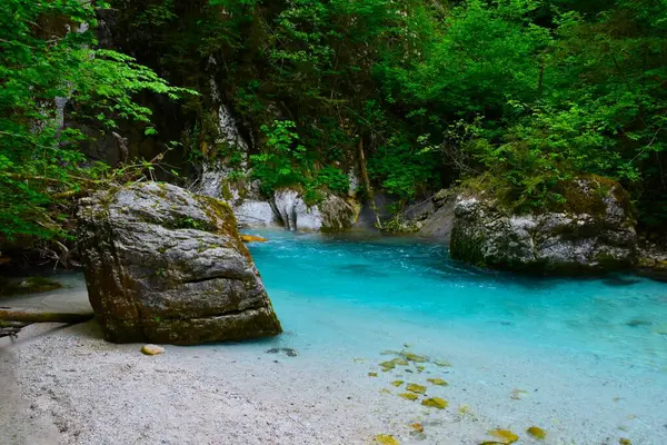 Slovenya 'nın Gorenjska kentindeki Kamniska Bistrica nehri turkuaz renkli.