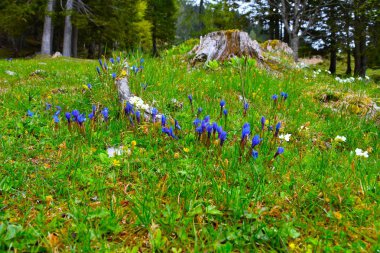 Mavi bahar Gentian (Gentiana verna) çiçekli Alp çayırı