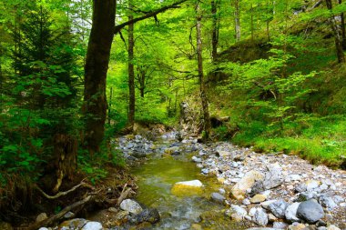 Slovenya 'nın Gorenjska kentindeki yaprak döken bir orman boyunca akan Stegovnik akıntısı