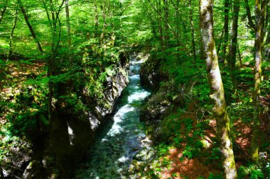 Slovenya 'nın Gorenjska kentindeki Mostnica vadisindeki Mostnica nehrinin manzarası