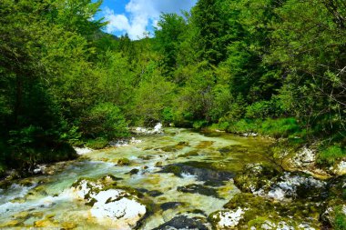 Korita Mostnice 'deki güzel Mostnica nehri Gorenjska, Sovenia' daki kararlı, geniş yapraklı, ılıman bir ormandan akıyor.