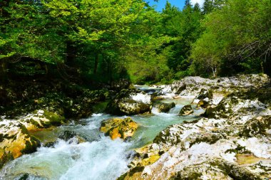 Slovenya 'nın Gorenjska kentinde yeşil yaz yapraklı Korita Mostnice' deki Mostnica deresinin manzarası