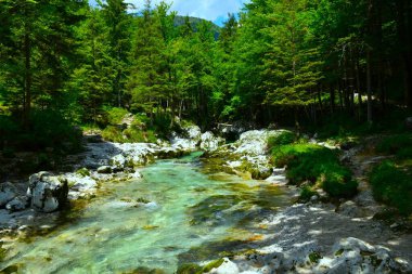 Slovenya 'nın Gorenjska kentindeki Korita Mostnice ormanından akan Mostnica nehri