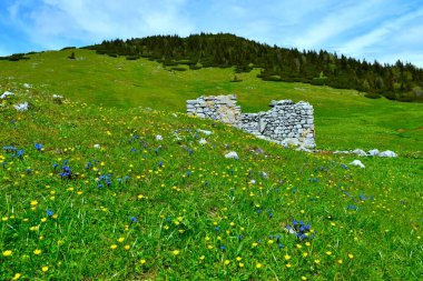 Slovenya 'nın Gorenjska kentindeki otlaklarda harabeleri olan Struska Dağı' nın altında sarı ve mavi çiçekli renkli alp çayırları