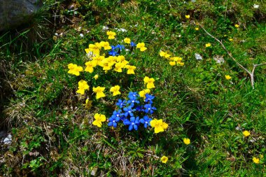 Sarı dağ menekşesi (Viola calcarata) ve mavi bahar çiçekleri