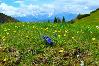 Slovenya 'nın Gorenjska kentindeki bir dağ çayırında sarı bir dağ çiçeği ile seçici odak noktasında mavi sapsız janjanlı (Gentiana acaulis) çiçekler