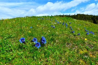 Slovenya 'nın Karavanke kentindeki Alp çayırında seçici bir odak noktasında güzel mavi sapsız gentyalılar (Gentiana acaulis) çiçek