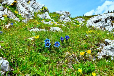 Mavi sapsız gentyalı (Gentiana acaulis) Alp çayırı seçici odak noktasında çiçekler