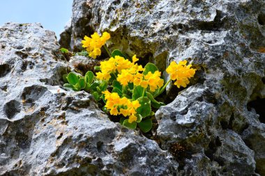 Sarı dağ ineği sürüsü (Primula auricula) kayalıklarda yetişen çiçekler