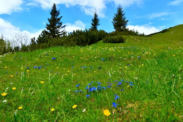 Mavi sarı ve beyaz çiçekli renkli alp çayırı