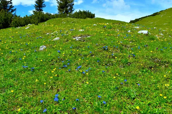 Sarı ve mavi bahar çiçekleriyle renkli alp çayırı